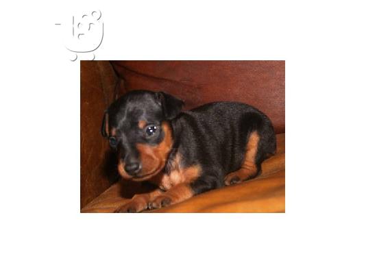 PoulaTo: ΜΙΝΙ ΠΙΝΤΣΕΡ PUPPY για υιοθεσία